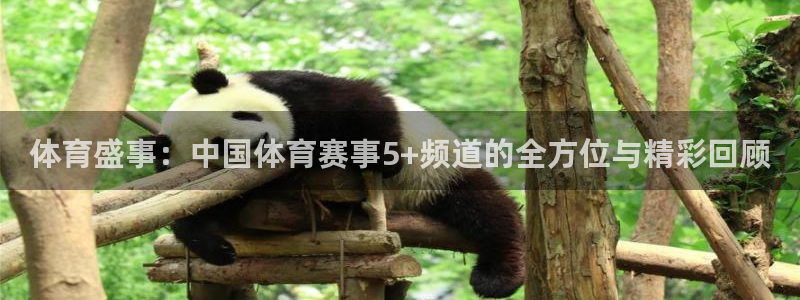体育盛事：中国体育赛事5+频道的全方位与精彩回顾